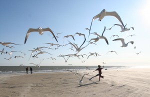 Fight or flight