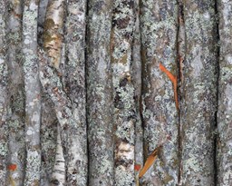 Birch wood