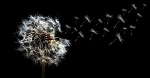 Dandelion seeds