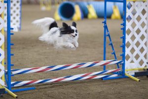 Fitness Trackers for Dogs