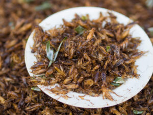 Edible crickets