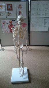 Adolf the Amatsu Skeleton