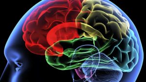 brain