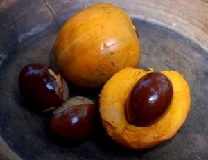 lucuma