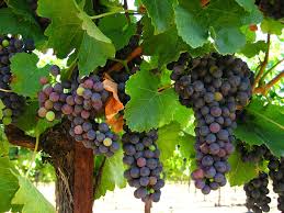 grapevines