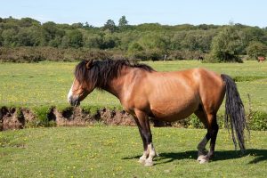 new-forest-pony