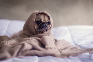 cosy blanket