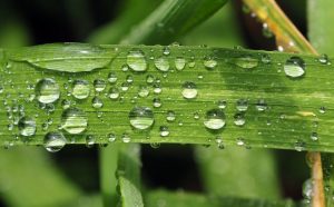 Plant Water