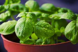 Close up of a basil plant in a brown flower pot. Leave have water on them as if freshly watered as in indoor herb garden.