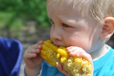 Close up of a blinde haired child about age 2 eating a corn on the cop - indicating children being raised as vegetarians