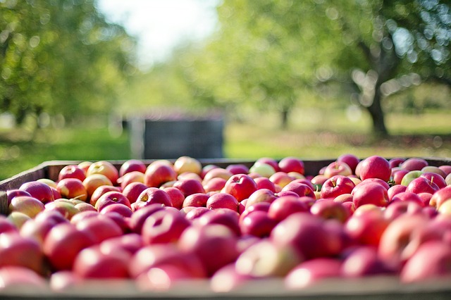 Close up of a crate of red organic apples with an orchard in the background
