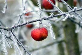 Apple hanging from the icy branches of a tree in Winter