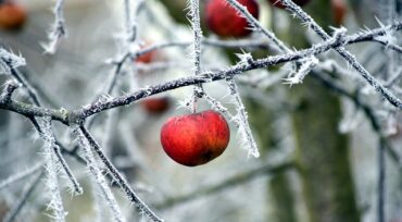Apple hanging from the icy branches of a tree in Winter
