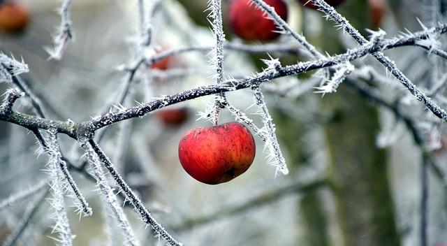 Apple hanging from the icy branches of a tree in Winter