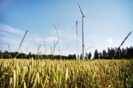 Cornfield with a wind turbine and a beautiful blue sky