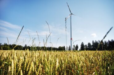 Cornfield with a wind turbine and a beautiful blue sky