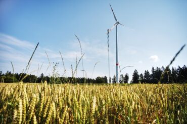 Cornfield with a wind turbine and a beautiful blue sky