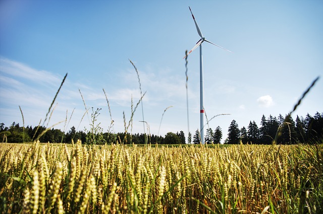 Cornfield with a wind turbine and a beautiful blue sky
