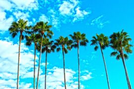 7 tall palm trees set against a bright blue sky with white fluffy clouds