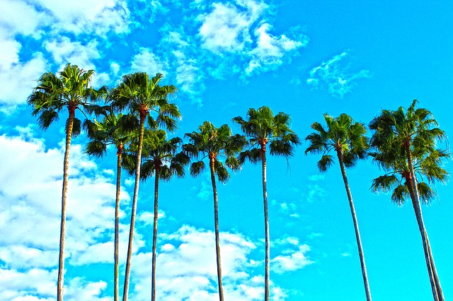 7 tall palm trees set against a bright blue sky with white fluffy clouds