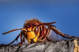 Close up of a hornet or wasp with a bright blue sky background