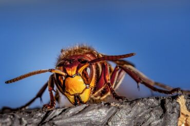 Close up of a hornet or wasp with a bright blue sky background