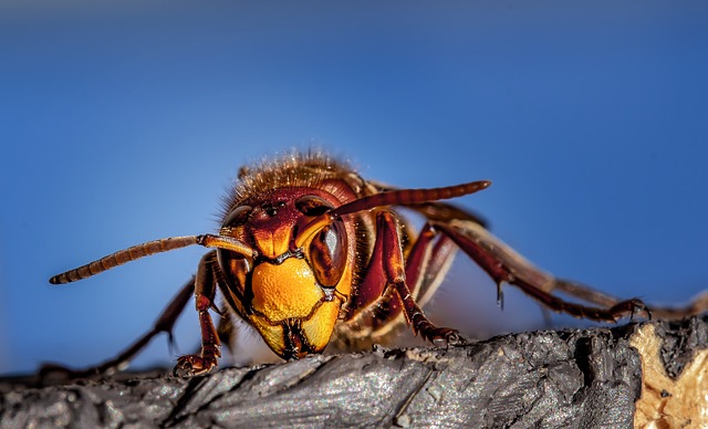Close up of a hornet or wasp with a bright blue sky background