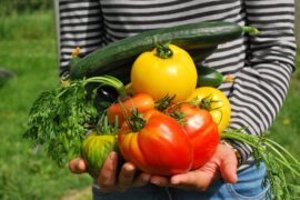 Close up of a person holding home grown vegetables including yellow and red tomatoes, a cucumber and carrots.