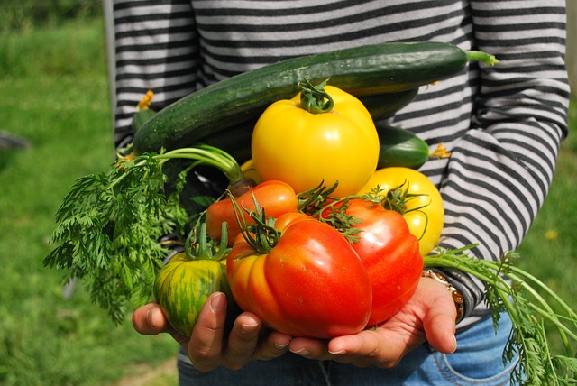 Close up of a person holding home grown vegetables including yellow and red tomatoes, a cucumber and carrots.