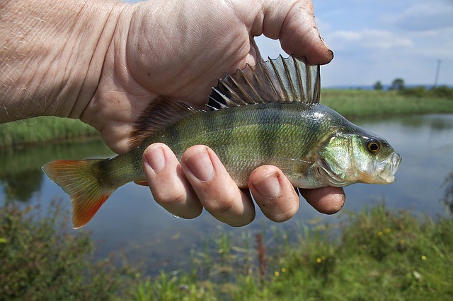 close up of a male hand holding up a fish he has just caught