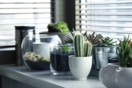 selection of cactus and other succulent pot plants on a kitchen surface by a wndow with the blinds down.