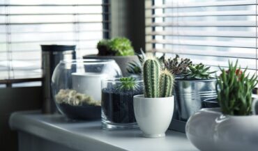 selection of cactus and other succulent pot plants on a kitchen surface by a wndow with the blinds down.