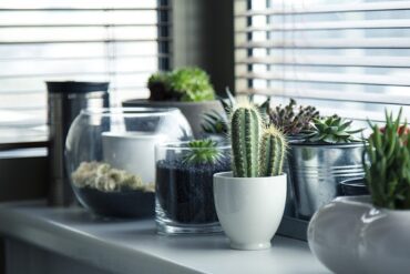 selection of cactus and other succulent pot plants on a kitchen surface by a wndow with the blinds down.