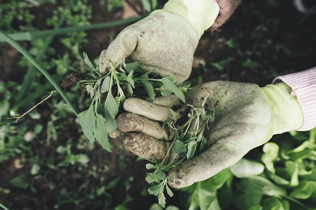 Close up of a pair of hands wearing dirty gardening gloves holding some weeds