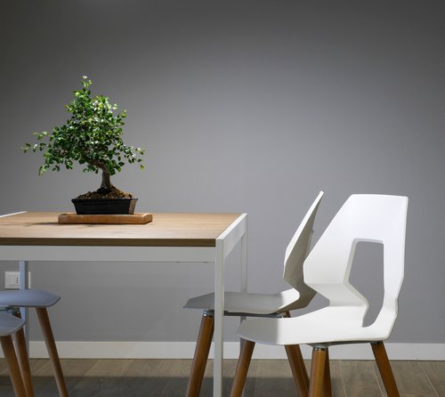 Table and two white wooden chairs that are representing eco friendly living. There is a bonsai tree on the table.