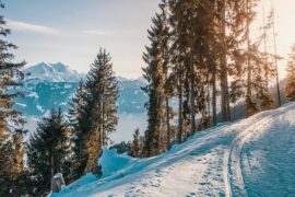 snowy landscape high in the mountains overlooking more mountains with a row of alpine fir trees. Showng how spending time at high altitudes is healthy for us