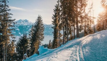snowy landscape high in the mountains overlooking more mountains with a row of alpine fir trees. Showng how spending time at high altitudes is healthy for us
