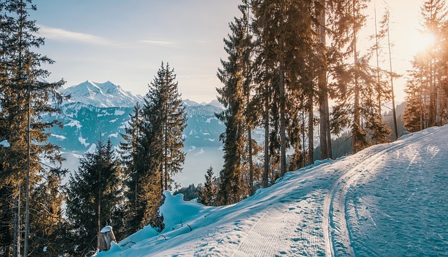 snowy landscape high in the mountains overlooking more mountains with a row of alpine fir trees. Showng how spending time at high altitudes is healthy for us
