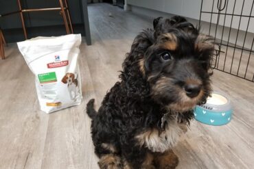 Cockapoo puppy sat next to a bag of Hills Science Plan puppy food for a review