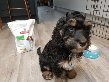 Cockapoo puppy sat next to a bag of Hills Science Plan puppy food for a review