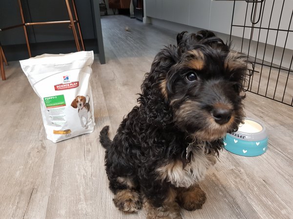 Cockapoo puppy sat next to a bag of Hills Science Plan puppy food for a review