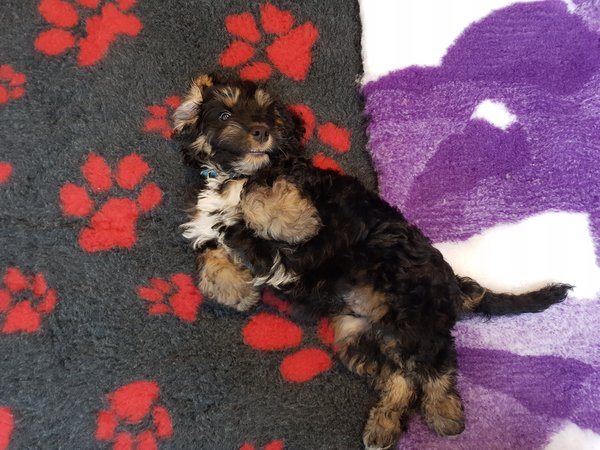 sable cockapoo puppy lying on his back across a charcoal and red pawprint and a purple and white camo patterned vetfleece