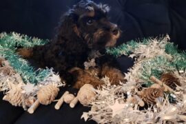 Sable cockapoo puppy sat on a navy velvet sofa surrounded by white,silver and aqua tinsel displaying a dog christmas gift guide