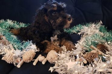 Sable cockapoo puppy sat on a navy velvet sofa surrounded by white,silver and aqua tinsel displaying a dog christmas gift guide