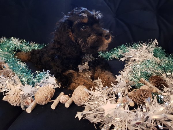 Sable cockapoo puppy sat on a navy velvet sofa surrounded by white,silver and aqua tinsel displaying a dog christmas gift guide
