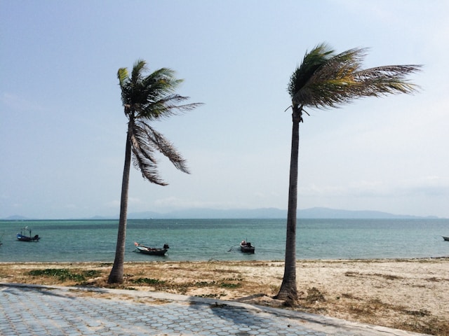 Palm trees by a beach being blown by a strong wind